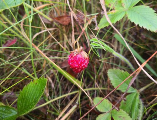 How to obtain seeds from fleshy fruits?