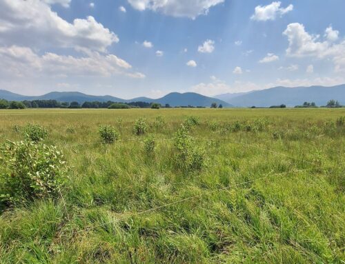 Popis vegetacije na obnovljenih travnikih na Cerkniškem jezeru in Brejnicah