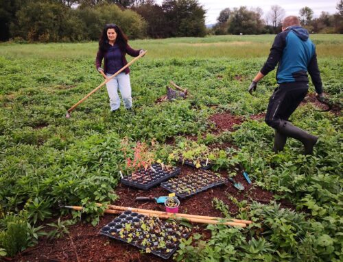 Autumn plantings and sowings