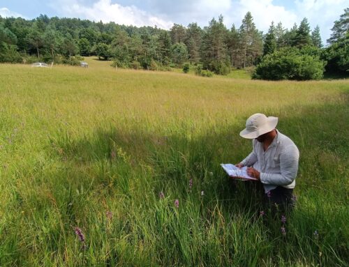 Restoration of semi-dry grasslands rich in wild orchid species (HT 6210*)