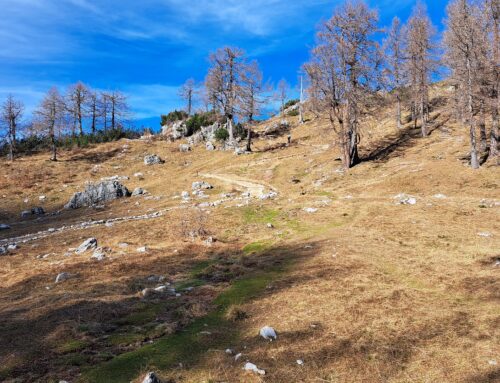 Obnova vrstno bogatih travišč z navadnim volkom na Slemenovi špici